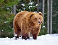 Wild brown bear Ursus arctos on the snow Royalty Free Stock Photo