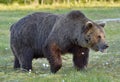 Wild brown bear (Ursus arctos) on the SWAMP Royalty Free Stock Photo