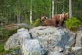 Wild Brown Bear, Ursus arctos, two cubs, playing on the rock, waiting for mother bear. Royalty Free Stock Photo