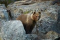 Wild Brown Bear, Ursus arctos, 2 years old cub, hidden among rocks, waits for mother bear. Royalty Free Stock Photo