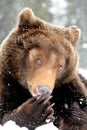 Wild brown bear Royalty Free Stock Photo