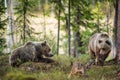 Wild Brown Bears Ursus Arctos