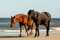 Wild Brown and Black Horses Walking Parallel Along a Beach With Low Breaking Waves at Corolla, North Carolina Royalty Free Stock Photo