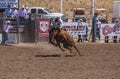 Wild brown bronco with cowboy atRodeo Santa Maria, CA, USA