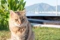 Wild brown cat on lawn Royalty Free Stock Photo