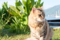 Wild brown cat on lawn Royalty Free Stock Photo