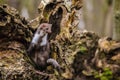 Wild brown colored white breasted marten, Martes foina Royalty Free Stock Photo