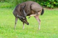 Wild brown deer walking on meadow