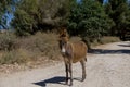 A wild brown donkey stands on the road in the forest