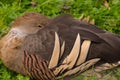 Wild brown duck sleeping resting on grass