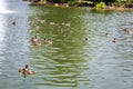 Wild brown ducks swim along the pond on a summer sunny day. Royalty Free Stock Photo