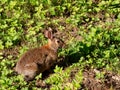 Wild brown European rabbit in nature. Nervously watching me. Oryctolagus cuniculus. Aka coney. Royalty Free Stock Photo