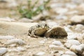 Wild brown Frog on ground Royalty Free Stock Photo