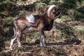 Wild brown goat with big horns male portrait climbing a mountain Royalty Free Stock Photo