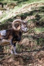 Wild brown goat with big horns male portrait climbing a mountain Royalty Free Stock Photo