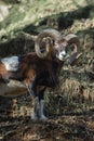 Wild brown goat with big horns male portrait Royalty Free Stock Photo