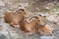 Wild brown goats - Sumatran serow Capricornis sumatraensis