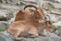 Wild brown goats - Sumatran serow