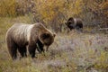 Grizzly bear with her cub in wild north America