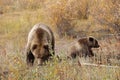 Grizzly bear with her cub in wild north America