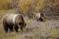 Grizzly bear with her cub in wild north America