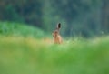 Brown Hare in the grass Royalty Free Stock Photo
