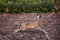 Wild brown hare jumping