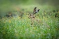 Wild brown hare with long ears in grass