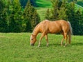 Wild brown horse eating grass in the meadow Royalty Free Stock Photo