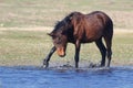 Wild brown horse play at water Royalty Free Stock Photo