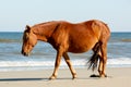 A Wild Brown Horse Walking on A Beach Alongside the Breaking Waves at Corolla, North Carolina Royalty Free Stock Photo