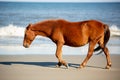A Wild Brown Horse Walking on the Beach Parallel to a Low Breaking Wave at Corolla, North Carolina Royalty Free Stock Photo