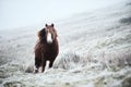 Wild brown horse on a welsh mountain Royalty Free Stock Photo