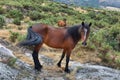 Wild brown horses free in mountains near Sistelo, Portugal