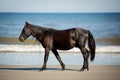 A Wild Black Horse Walking Along the Beach Parallel with a Low Rolling Breaking Wave at Corolla, North Carolina Royalty Free Stock Photo