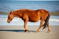 A Wild Brown Horse Walking on a Beach, Parallel to the Ocean at Corolla, North Carolina Royalty Free Stock Photo