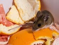 A wild brown house mouse, Mus musculus, standing on a pile of orange rinds.