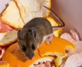 A wild brown house mouse perched on top of orange peels looking at you.