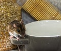 A wild brown house mouse very content on the handle of a bowl.