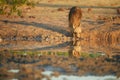 Wild Brown hyena, Parahyaena brunnea, also strandwolf. Low angle photo of rarest species of hyena in early morning, drinking from Royalty Free Stock Photo