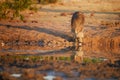 Wild Brown hyena, Parahyaena brunnea, also strandwolf. Low angle photo of rarest species of hyena in early morning, drinking from Royalty Free Stock Photo