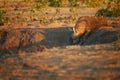 Wild Brown hyena, Parahyaena brunnea, also strandwolf. Low angle photo of rarest species of hyena in early morning, drinking from Royalty Free Stock Photo