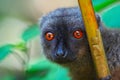 Wild brown lemur