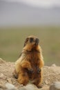 Wild Brown Marmot standing and spectating the surroundings.