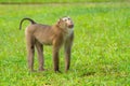 Wild brown monkey walking on meadow Royalty Free Stock Photo