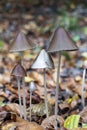 Wild brown mushrooms Coprinellus growing in the autumn forest. Royalty Free Stock Photo