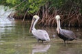 Wild brown pelicans wading in shallow water in Everglades National Park, Florida Royalty Free Stock Photo