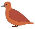 Wild brown pigeon, illustration, vector