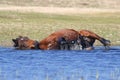 Wild horse take a bath in the watering place
