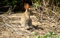 Wild brown rabbit